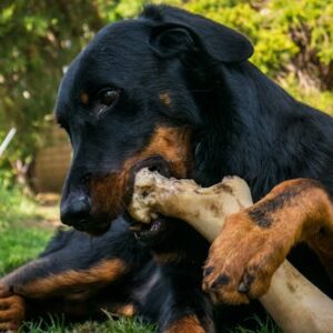 A Rottweiler gnawing on a large bone in a grassy outdoor setting, showcasing its strong jaw and playful nature.
